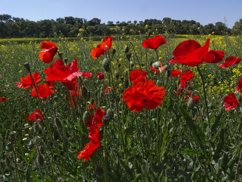 Red poppy flowers blooming on field