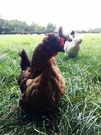 Close-up of rooster on field