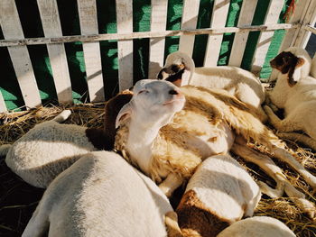 Sheep in pen