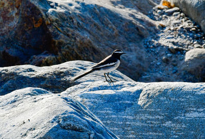 Close-up of bird perching on rock