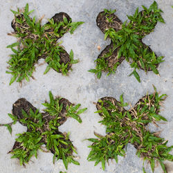 High angle view of fresh green plant against white background