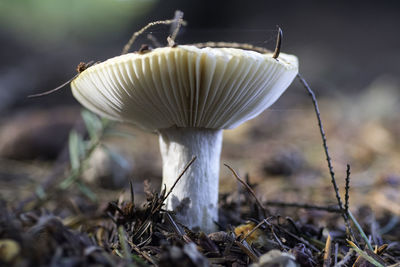 Close-up of mushroom growing outdoors