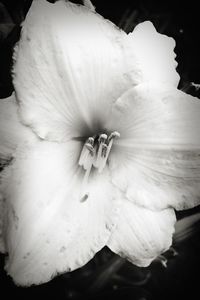 Close-up of white flower