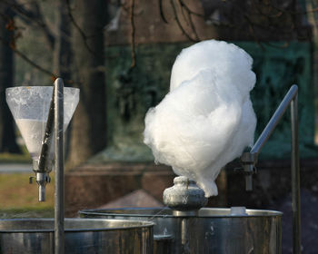 Close-up of bird in water