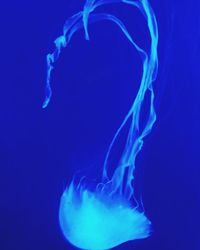 Close-up of jellyfish against blue background