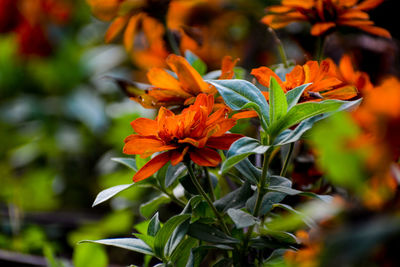 Close-up of orange flowering plant