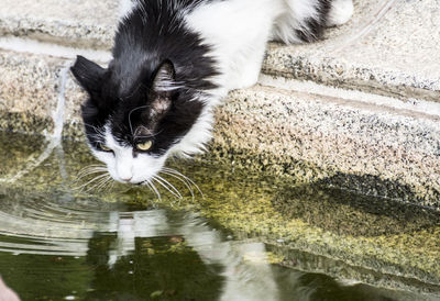 Cat in water