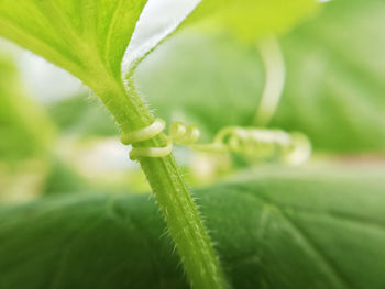 Close-up of green leaf