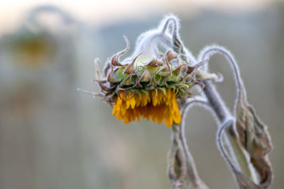 Close-up of wilted plant