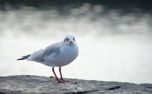 Close-up of seagull perching