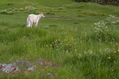 Dog walking in a field