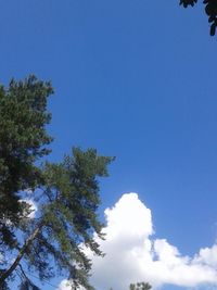 Low angle view of tree against sky