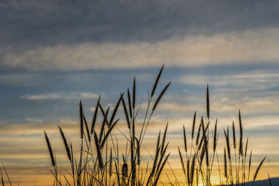 Close-up of silhouette plants against sunset sky