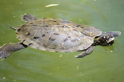 Terrapin turtle