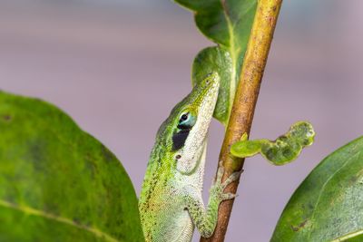 Close-up of lizard on plant