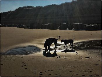 Horses on ground