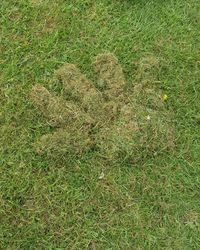 High angle view of grass on field