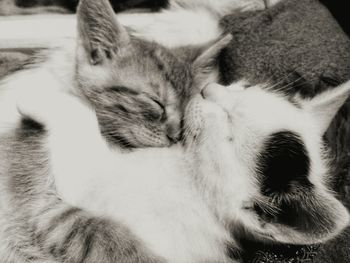 Close-up of cat sleeping