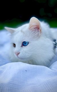 Close-up of cat - turkish van cat