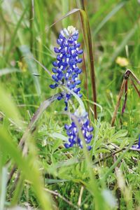 Close-up of purple flowering plants on field