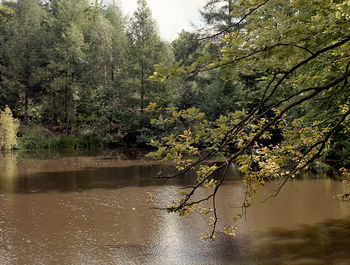 Trees by lake in forest