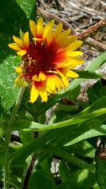 Close-up of insect on yellow flower