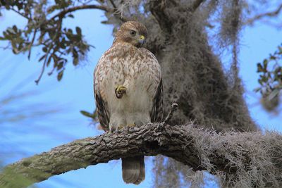 Low angle view of eagle perching on tree