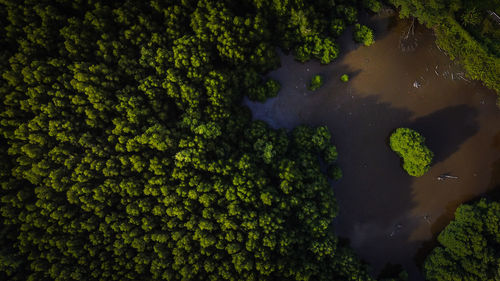 High angle view of plants by sea