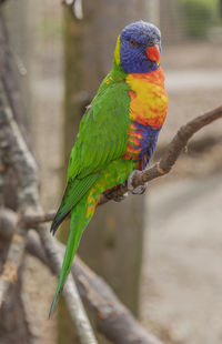 Close-up of parrot perching on branch