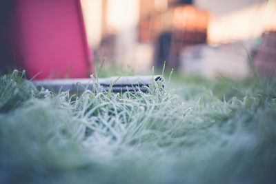 Close-up of grass