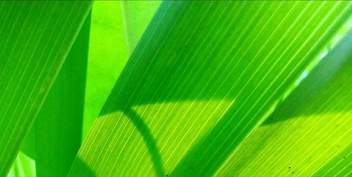 Full frame of palm tree leaves