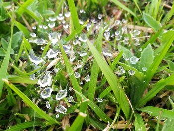 Close-up of water drops on grass