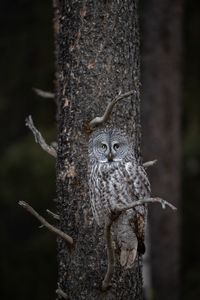 Owl perching tree branch 
