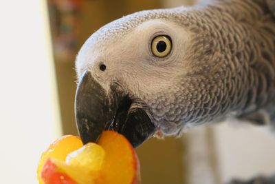 Close-up of parrot