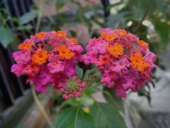 Close-up of flowers