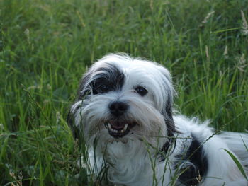 Close-up portrait of dog