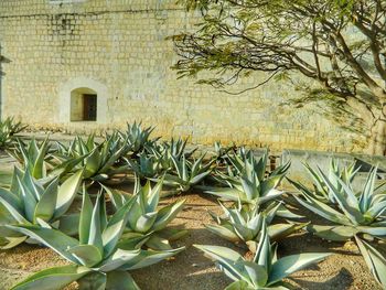 Plants growing outside building