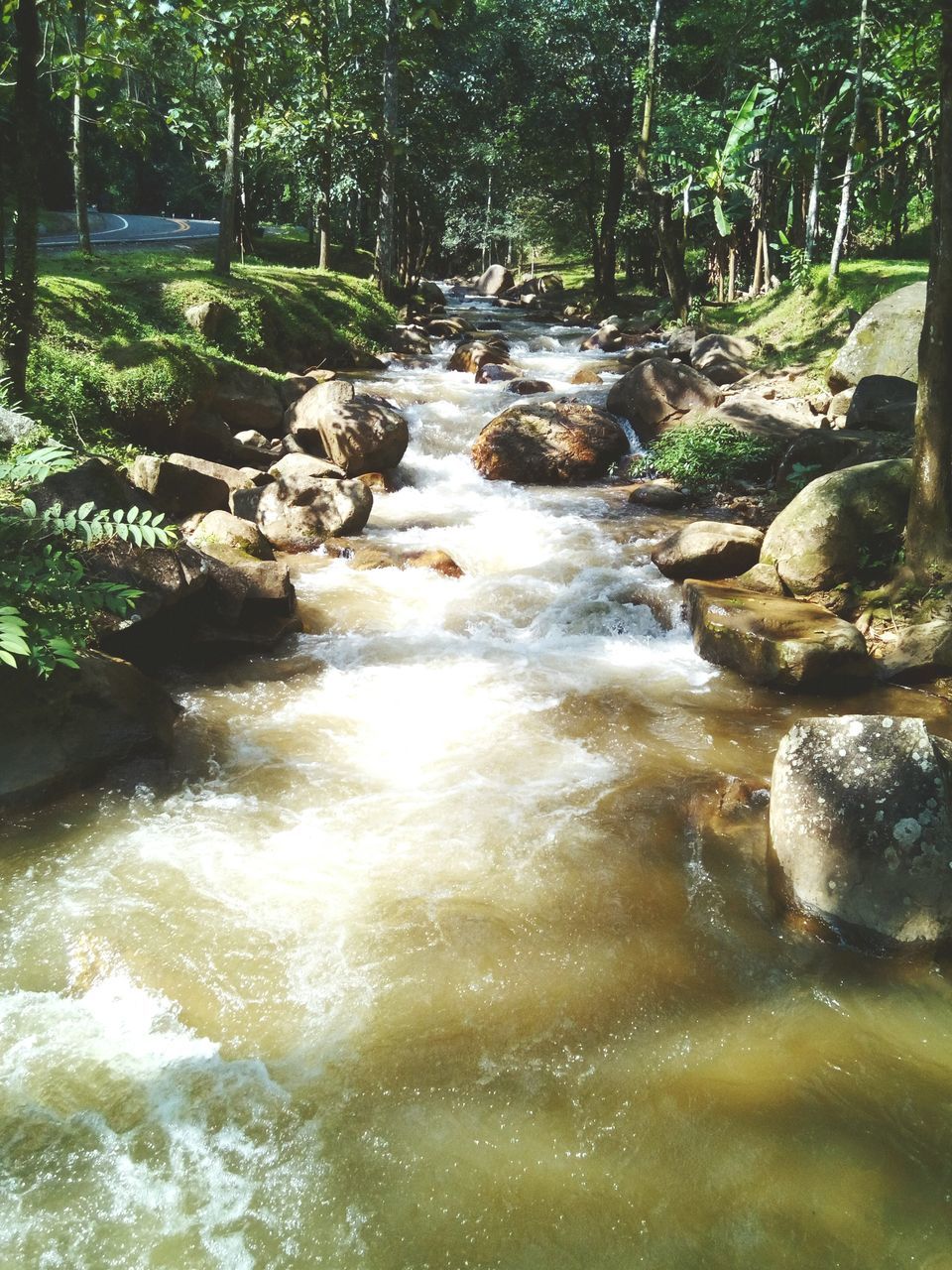 water, flowing water, nature, rock - object, day, motion, tree, forest, outdoors, no people, beauty in nature, tranquility, tranquil scene, waterfall, river, scenics