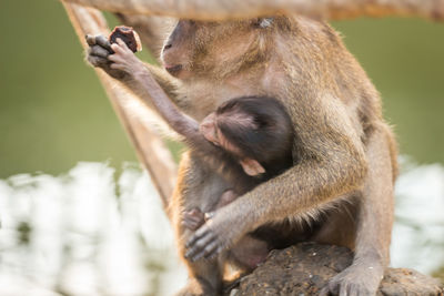 Close-up of long-tailed macaque eating food with infant in zoo