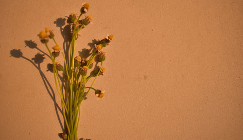 Close-up of yellow flowering plant against wall