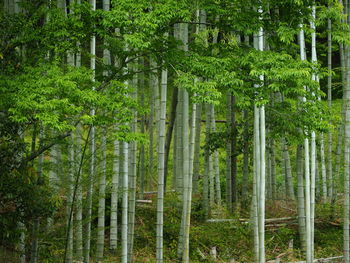 Trees in forest