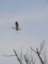 Low angle view of heron flying in sky