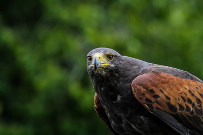 Close-up of a bird looking away