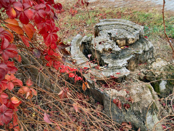 Close-up of tree