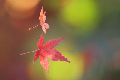 Close-up of maple leaf