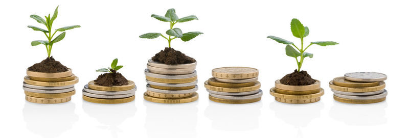 Close-up of potted plants against white background