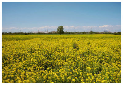 Scenic view of oilseed rape field against sky