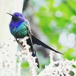 Close-up of bird perching on railing