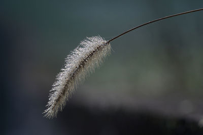 Close-up of dry plant