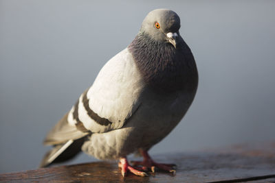 Close-up of seagull perching on wood